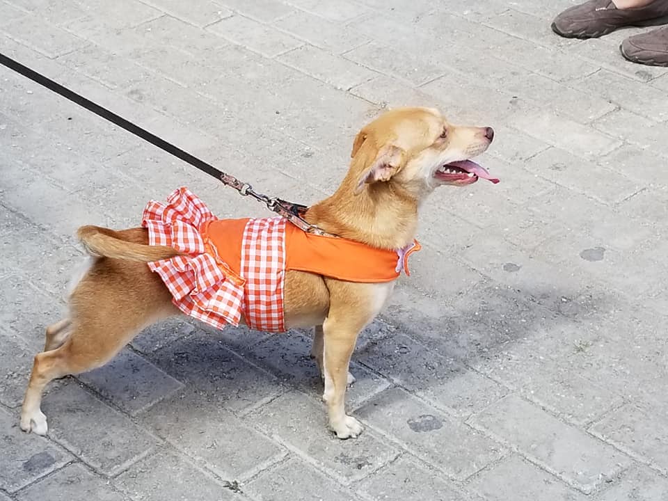 Pulga, la perrita sata ganadora del Concurso "El sato del año"