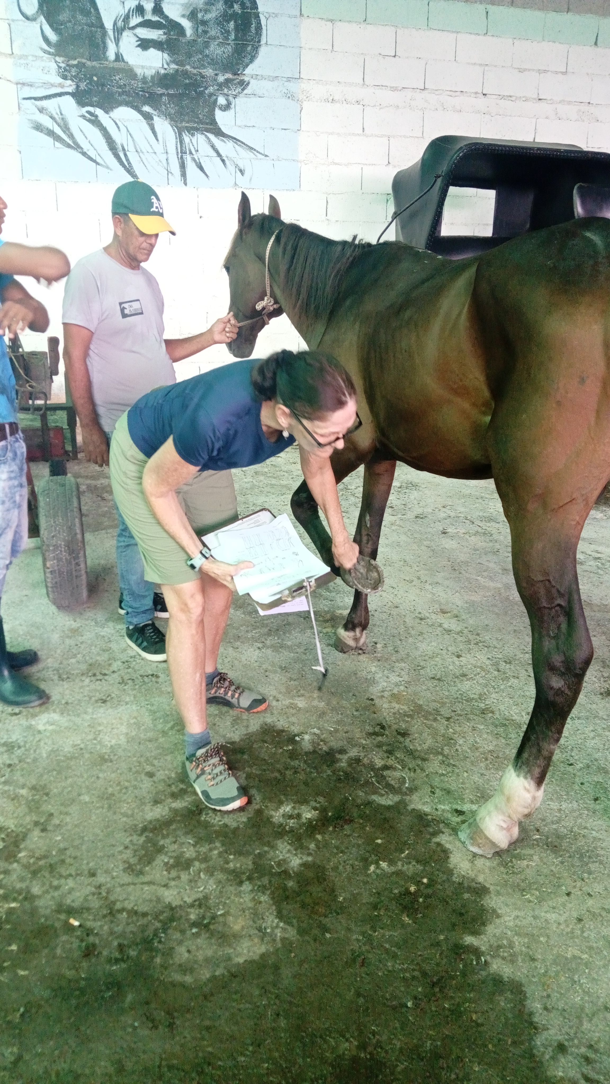 Jornada de apoyo a la salud de los equinos en la Cooperativa El Carruaje